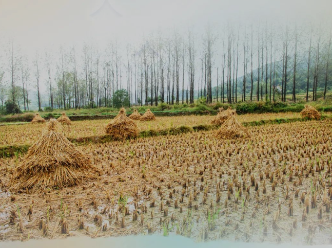 ��������������������ҡ�