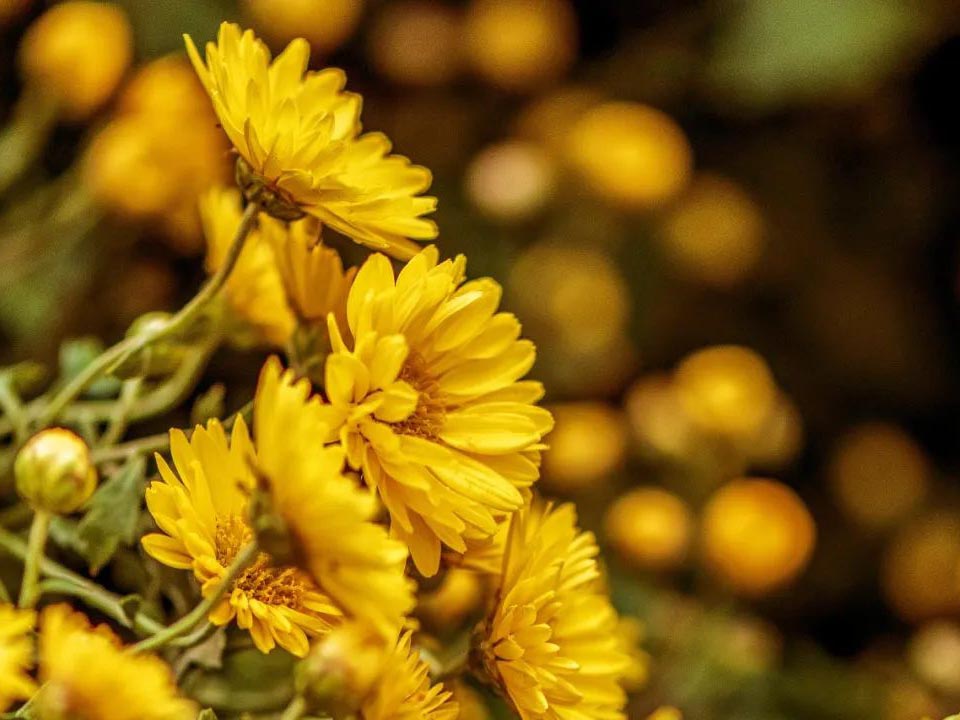 Ա�����ح��